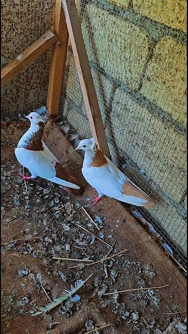 lal ordək yumurta: Cüt dekorativ göyərçin - Rəng: ağ əsasda qızılı-qəhvəyi ləkələr; — 1