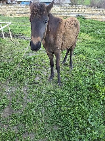 qara avstrolop: Salam aleykum dişi dayça satılır Gənc at – qəhvəyi rəngdə, qara — 2