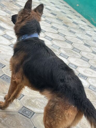 pomeranian dişi: Alman çoban iti, 1 il, Dişi — 5