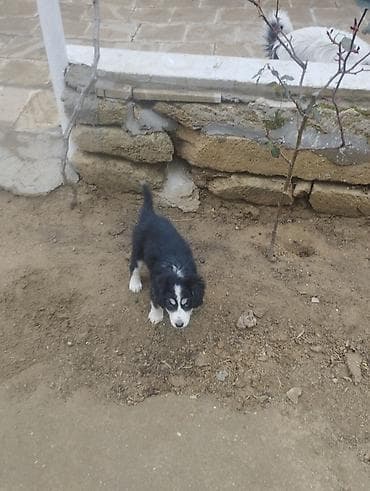 afcarka balası: Koker spaniyel, 2 ay, Dişi, Peyvəndli, Ödənişli çatdırılma — 2