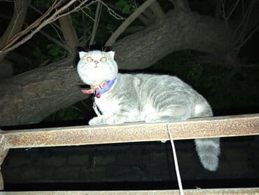 pişik üçün daraq: Şotland yastı qulaq, Dişi, Yaxşı əllərə, Ödənişli çatdırılma — 6