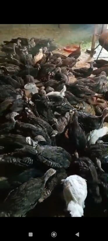 Qazlar: Mərdəkan Hinduska 27 m 2 kq kimi çəki Amerikan bronz yeni ilə kimi — 3