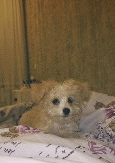 Malta bolonka, 3 ay, Dişi