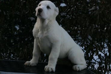 Akvariumlar: Алабай (Alabay) Племенной питомник предлагает щенков среднеазиатской — 9