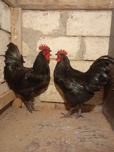 Козы, козлята: Курица, Australop, Для разведения, Самовывоз — 2