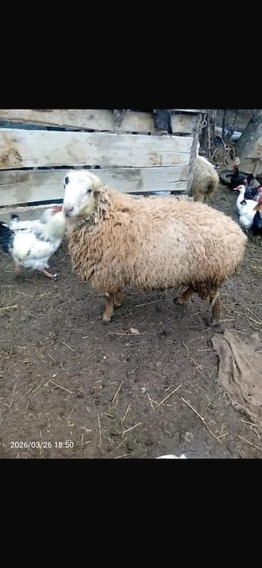 qara mal: Erkək, il: 1, 60 kq, Damazlıq, Ətlik — 1