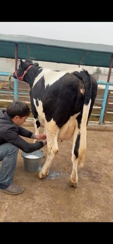 heyvan bazari inekler: Südlük inək – Holşteyn (qara-ağ) Xüsusiyyətlər: - Cins: Holşteyn — 3
