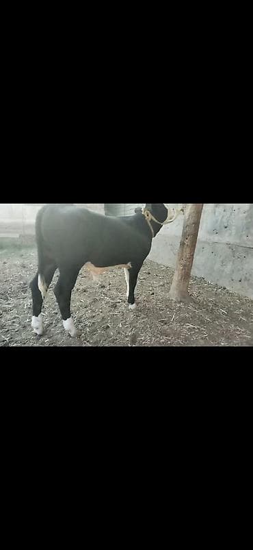at balasi satilir: Erkək dana - Rəng: qara-ağ (ağ alın və ağız, ayaqlarda ağ corablı — 7