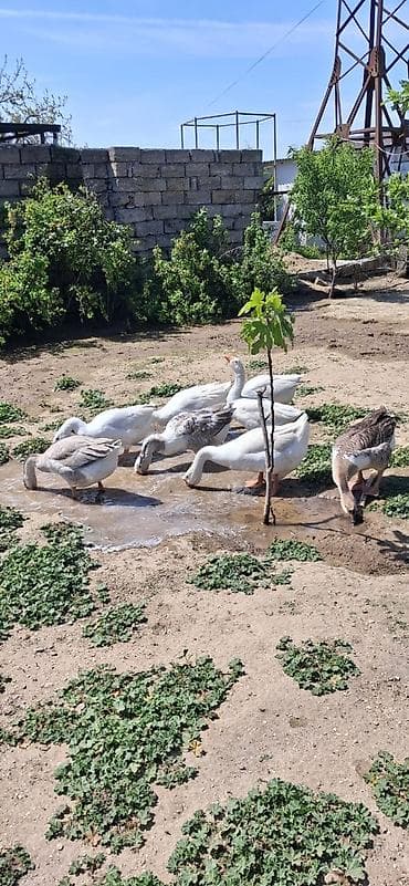 Птицы: 5 dene erkey qazdi alverci deyilem oz heyetmin heyvanidi — 3