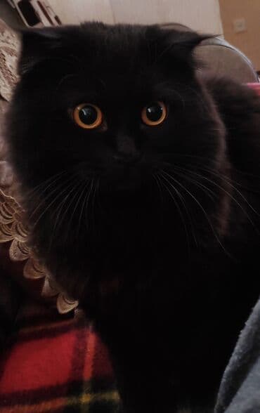 pulsuz verilir: Şotland, Erkək, Yaxşı əllərə, Pulsuz çatdırılma — 5