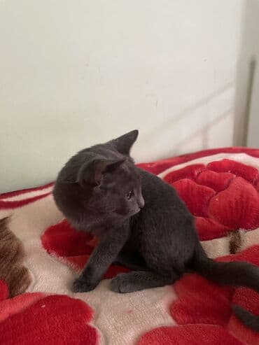 передержка кошек в баку: Britan, Erkək, Yaxşı əllərə — 3