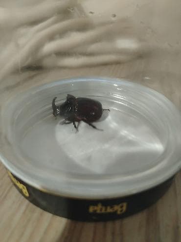 it ucuz: Məhsul: Buynuzlu qaraqabıq böcəyi (Coleoptera, “kərgədan böcəyi” tipi) — 3