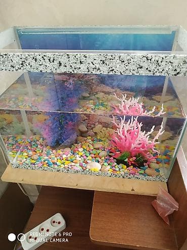 akvariyum: Akvaryum seti 3 🐟 BALIQ — 3