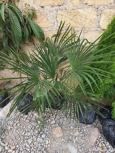 sam agaclarin satisi: Agac unvan Gence seheri — 2