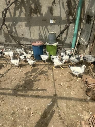 Xoruzlar: Toyuq, Damazlıq — 2