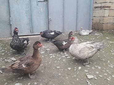 balaca itler satilir: Lavanda macar 3 fere 3 xoruz.Ferenin 1 i30 manat xoruzun 1i 50 manat — 9