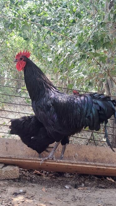 животные в добрые руки баку: Toyuq, Australorp, Damazlıq, Pulsuz çatdırılma — 8
