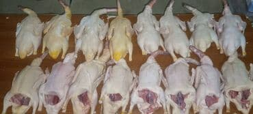 en iri it cinsi: Satılır — 2