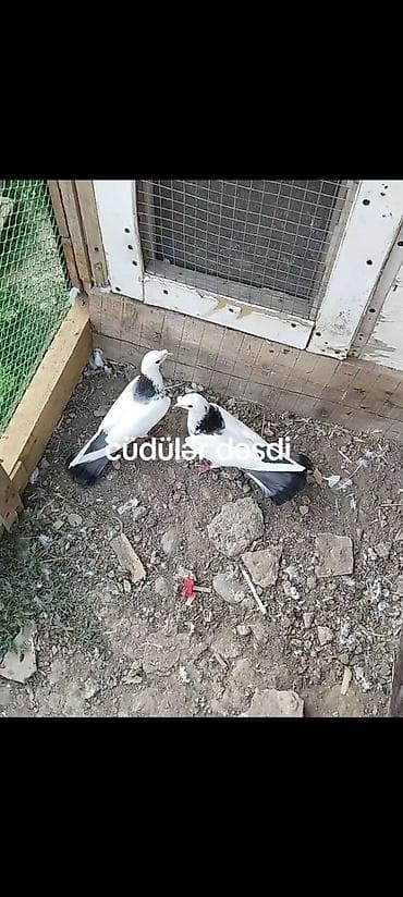 Животные: Qanadlarda qara naxış - Cüt olaraq saxlanılır, yazıda “cüdülər” qeyd — 1