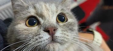 cins pişikler: Britan, Dişi, Yaxşı əllərə — 4