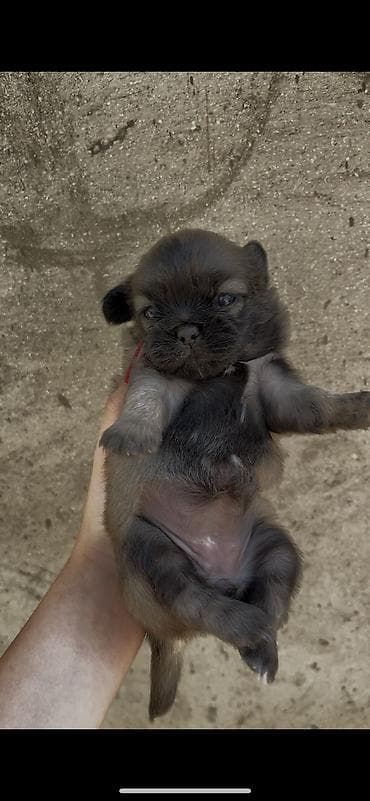 akvarium 120 cm: Pekines, Erkek — 3