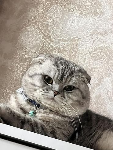 Şotland yastı qulaq