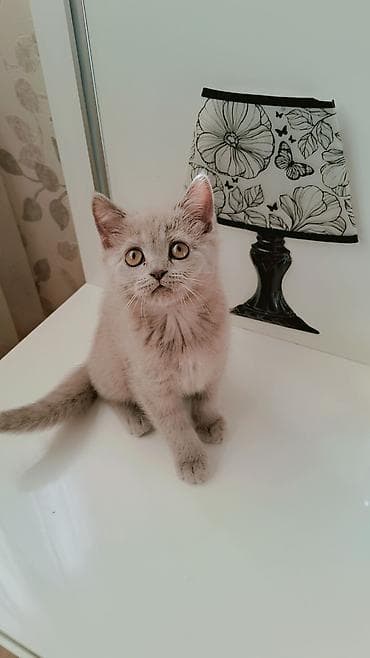Кошки: Шотландская — 8