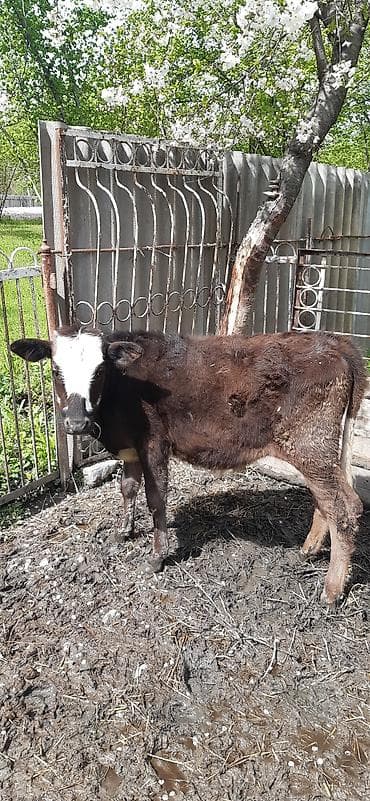 çolpa satılır: Satılır: maldarlıq üçün buzov - Cins: qarışıq yerli südlük-ətlik — 2