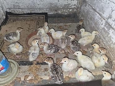 Hinduşka balaları və damazlıqvə ətlik 6-8kilo ət veren hinduşkalar lalafo.az -da Hinduşka balaları və damazlıqvə ətlik 6-8kilo ət veren hinduşkalar