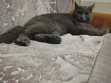 erkek pisik: Şotland, Erkək, Ünvandan götürmə, Ödənişli çatdırılma — 2