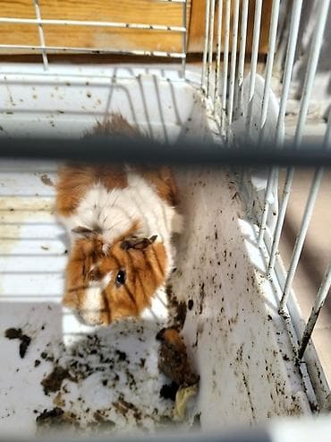 Heyvan: Dekorativ dəniz donuzu (guinea pig) Xüsusiyyətlər: - Rəng