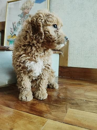 şpitz itləri: Pudel — 10