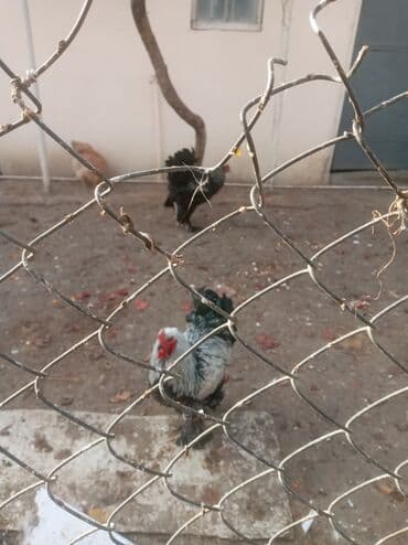 sultan toyuqlar: Toyuq, Brama, Damazlıq — 2