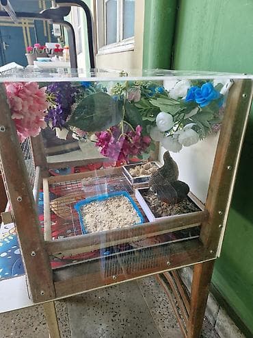 bildirçin qəfəsi: Çin decorative bildirçini,çox sakit, iysiz və minimum dekorativ — 5