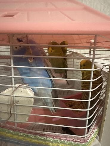 Məhsul: Dalmatin papuqayları qəfəs və aksesuarlarla birlikdə dəst