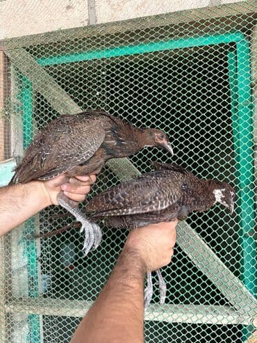 itlerin pulsuz verilmesi: Şəkildə gördüyünüz Rumun Qırqovulları satılır. 6 aylıq quşlardır. 1 — 6