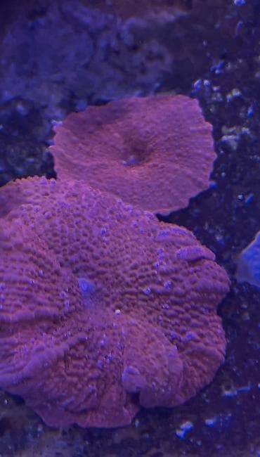 akva ayaqabılar: Hazir okean akvariumu satilir icinde dashi qumu 3 ilbizi musherom — 10