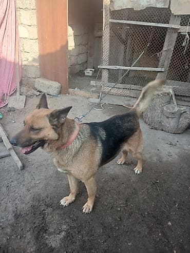 alman afcarkasi haqqinda: Alman çoban iti, Dişi, Peyvəndli — 1