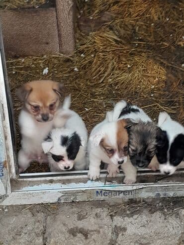 2 ay, Dişi, Peyvəndli lalafo.az -da 2 ay, Dişi, Peyvəndli