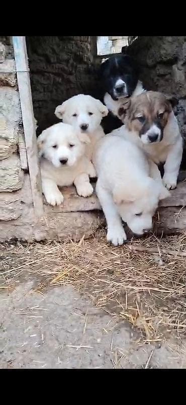 bakida itlerin satisi: Alabay, 2 ay, Erkek, Ödənişli çatdırılma — 2