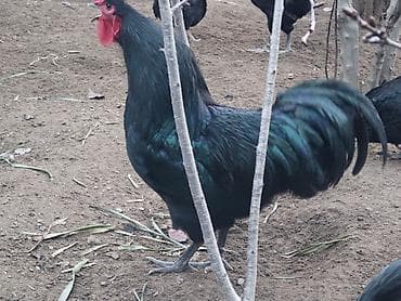 tap az quşlar: Salam. Temiz qan (mayali) avstralop yumurtasi satilir. Bu sortu — 4