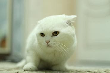 ağ pişikler: Dişi — 9