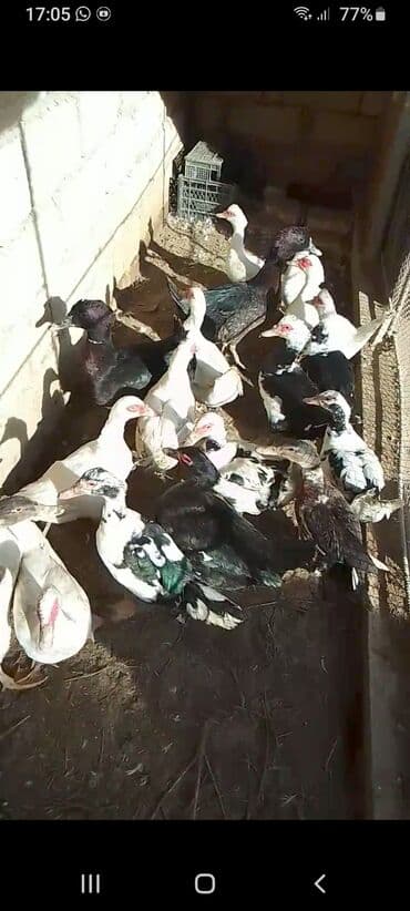 Muscovy ördəkləri (barbarı) – müxtəlif rənglərdə sürü - Rənglər: ağ