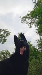 kangal it: Alman çoban iti, 9 ay, Dişi, Peyvəndli, Ödənişli çatdırılma — 2