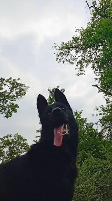 Renault: Qara rəngli it – aktiv və çevik - Cins tipajı: böyük ölçülü, dik — 3