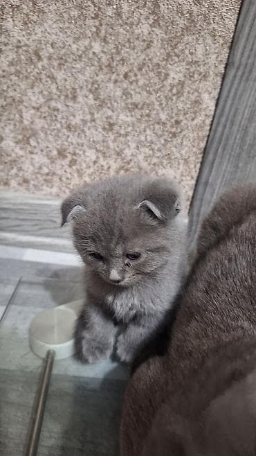 heyvanlar meymun: Şotland yastı qulaq, Erkək — 2