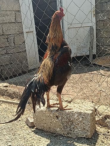 heyvan: Heyvan şeytan pipikdi real alıcı üçün qiymətdə endirim olacaq — 2