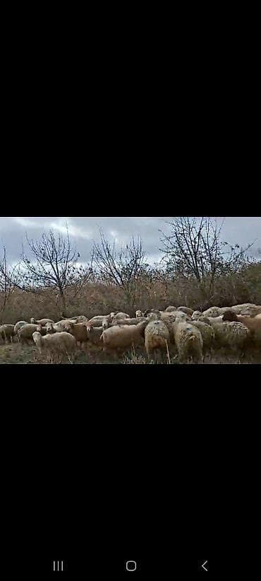 Телята: Mal-qara: Qoyun sürüsü Təsvir: - Şəkillərdə çoxsaylı ana qoyunlardan — 1