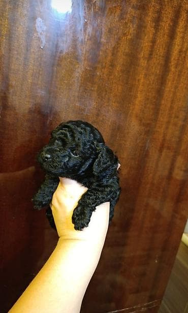 ev heyvan: Pudel, 1 ay, Dişi — 3