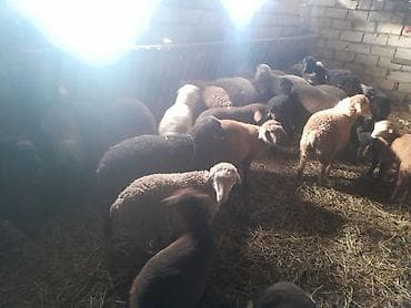 Məhsul: Qoyun sürüsü Təsvir: - Tövlədə saxlanılan, müxtəlif rəng və